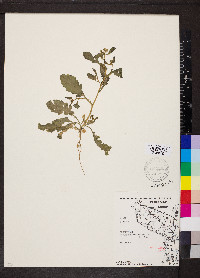 Rorippa sessiliflora image