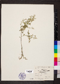 Rorippa sessiliflora image