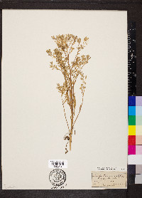 Rorippa sessiliflora image