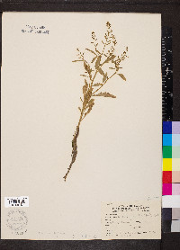 Rorippa sessiliflora image