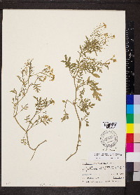 Rorippa sylvestris image
