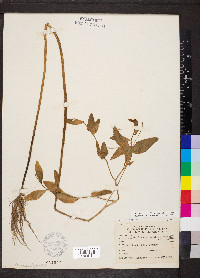 Rorippa aquatica image