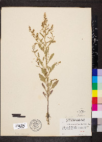 Rorippa sessiliflora image