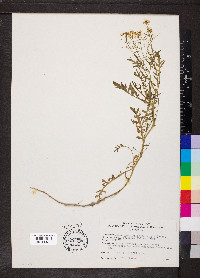 Rorippa sylvestris image