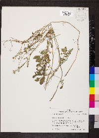 Rorippa sylvestris image