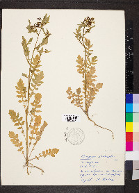 Rorippa sylvestris image