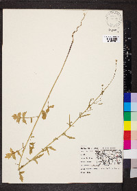 Sisymbrium officinale image