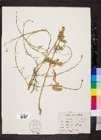 Sisymbrium officinale image