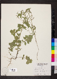 Sisymbrium officinale image