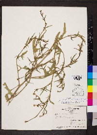 Sisymbrium officinale image