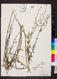 Sisymbrium officinale image