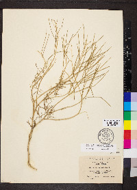 Sisymbrium altissimum image