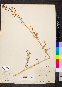 Sisymbrium altissimum image