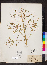 Sisymbrium altissimum image