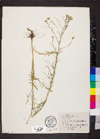 Sisymbrium altissimum image