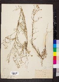 Sisymbrium altissimum image