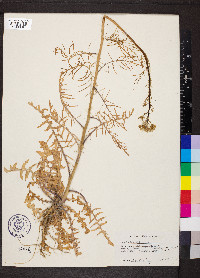 Sisymbrium altissimum image