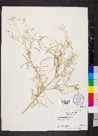 Sisymbrium altissimum image