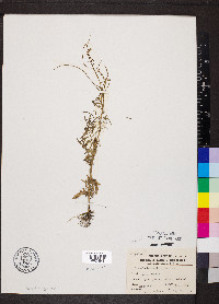 Sisymbrium altissimum image