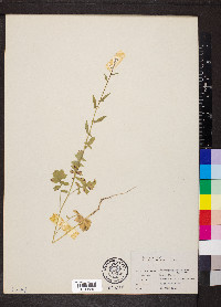 Sisymbrium officinale image