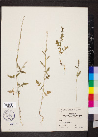 Sisymbrium officinale image