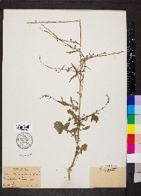 Sisymbrium officinale image