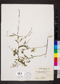 Sisymbrium officinale image