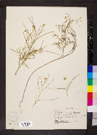 Sisymbrium officinale image