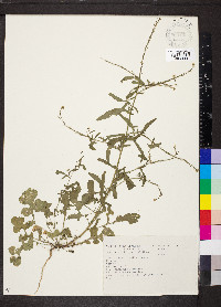 Sisymbrium officinale image