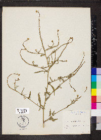 Sisymbrium officinale image