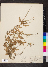 Sisymbrium officinale image