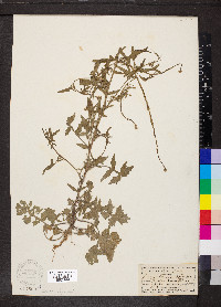 Sisymbrium officinale image