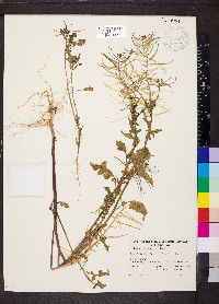 Sisymbrium erysimoides image