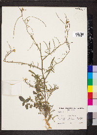 Sisymbrium orientale image