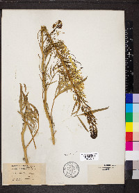 Stanleya pinnata image