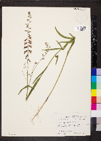 Streptanthus hyacinthoides image