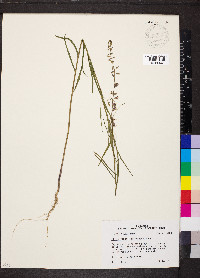 Streptanthus hyacinthoides image