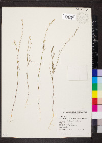 Stenopetalum lineare image