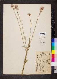 Thelypodium integrifolium image