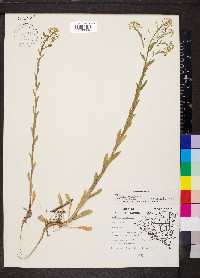 Thlaspi arvense image