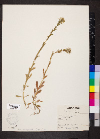 Thlaspi arvense image
