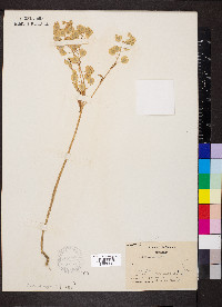 Thlaspi arvense image