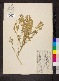Thlaspi arvense image