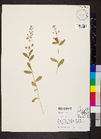 Thlaspi arvense image