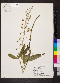 Tovaria pendula image