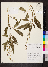 Tovaria pendula image