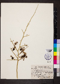 Capparis decidua image