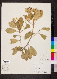 Quadrella cynophallophora image