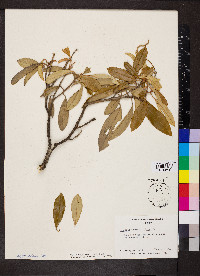 Quadrella cynophallophora image