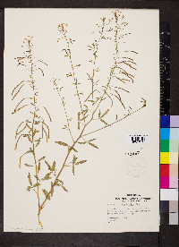 Cleome ornithopodioides image